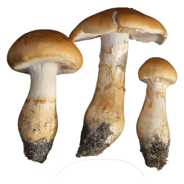 Tre kransslørsopper med gulbrune hatter, lyse skiver og tykke stilker med gulbrune belter, med jord nederst.