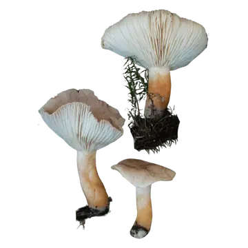 Illustrasjon av tre lakrisrisker med gråbrune hatter, tettstilte lyse skiver og gulbrune stilker, sett fra ulike vinkler.