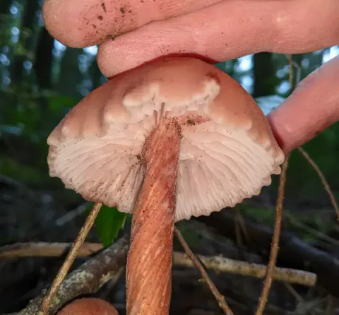 Lakssopp holdt fra siden med bleke rosa skiver og rødbrun fibret stilk.