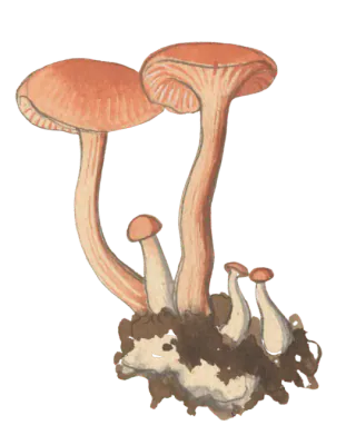 Illustrasjon av lakssopp med lakserosa hatter, glisne skiver og slanke, bøyde stilker, sammen med flere små sopper.