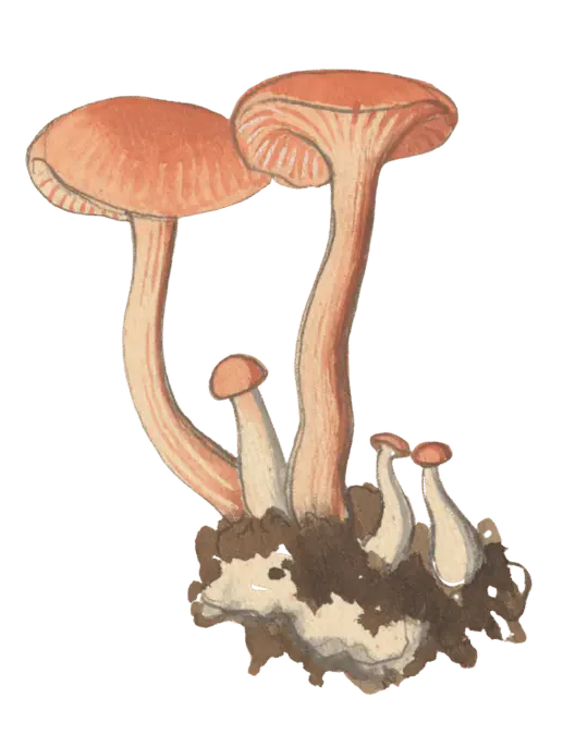 Illustrasjon av lakssopp med lakserosa hatter, glisne skiver og slanke, bøyde stilker, sammen med flere små sopper.