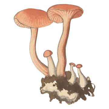 Illustrasjon av lakssopp med lakserosa hatter, glisne skiver og slanke, bøyde stilker, sammen med flere små sopper.