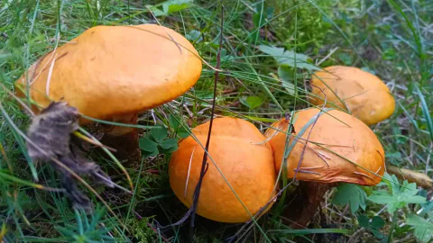 Tre lerkesopper ovenfra med glatte oransje hatter i gress.