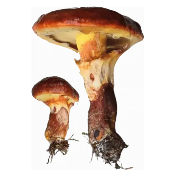 To lerkesopper med blanke rødbrune hatter, gul underside og kraftige, brunflekkete stilker med lyse slørrester.