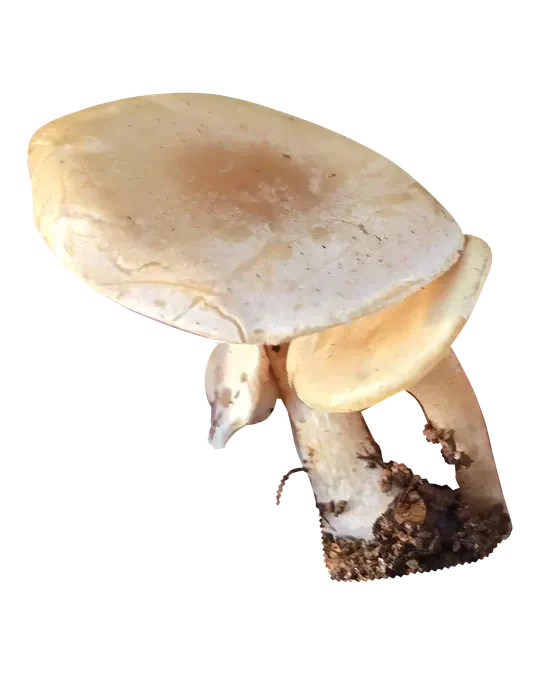 Frilagt foto av lumsk traktsopp med overlappende beige hatter, hvitaktige partier på overflaten og jord på de lyse stilkene.