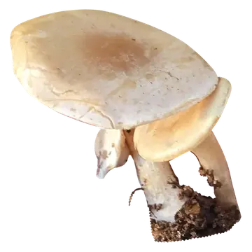 Frilagt foto av lumsk traktsopp med overlappende beige hatter, hvitaktige partier på overflaten og jord på de lyse stilkene.
