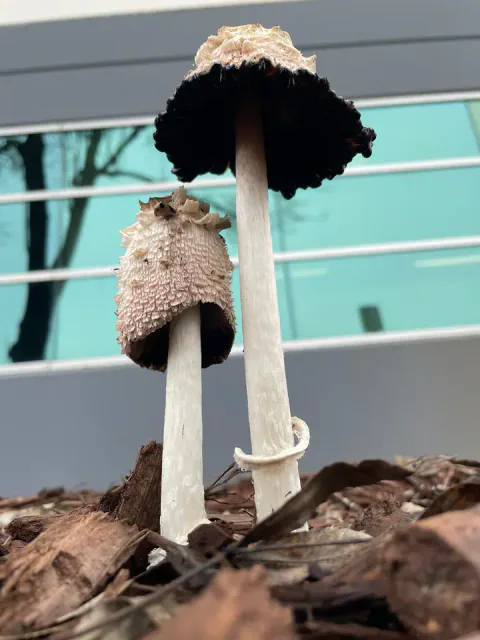 To matblekksopper sett nedenfra foran en bygning, med hvite stilker, skjellete hatter og svarte skiver; den største har tydelig ring.
