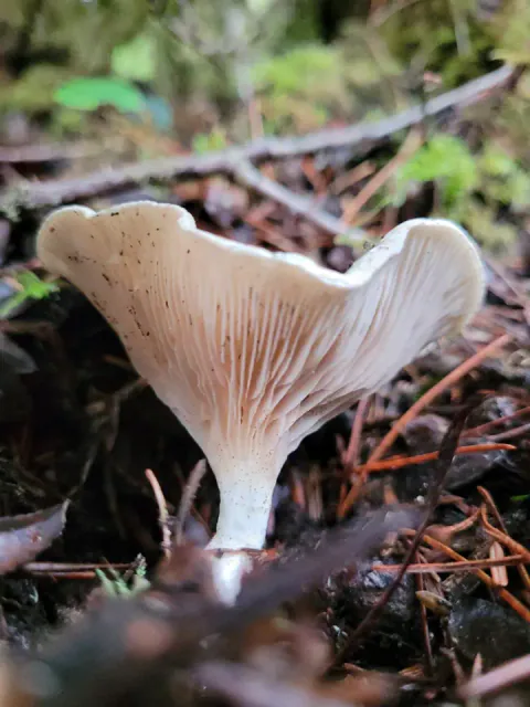 Melsopp står blant barnåler og kvister med kraftig oppbøyd, bølget hatt og blekrosa skiver som løper ned på en kort, hvit stilk.