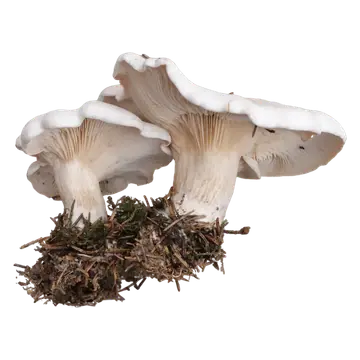 Melsopp sett fra lav vinkel, med hvite, bølgete hatter og lyse skiver som løper ned på de kraftige stilkene.