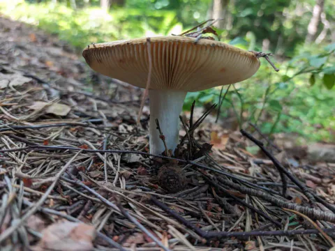 Mild gulkremle sett fra bakken, med bred hatt, tettstilte lyse skiver og hvit stilk på en skråning med barnåler.
