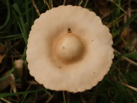 Nelliksopp sett rett ovenfra i gresset, med lys beige hatt, bølget kant og en tydelig, mørkere pukkel i midten.