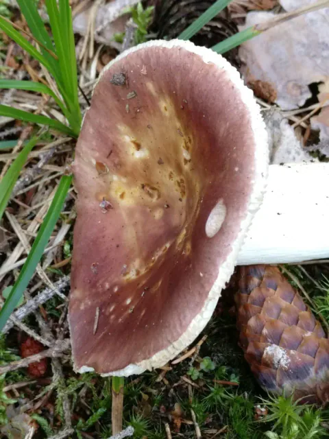 Nøttekremle sett skrått ovenfra, med rosa hatt, gulbrun fordypning, lys hattkant og hvit stilk ved en kongle.