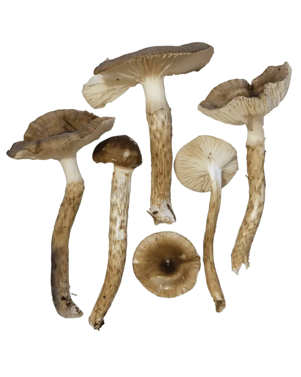 Olivenbrun vokssopp vist fra flere vinkler, med brune hatter, lyse skiver og lange, brunstripete stilker.