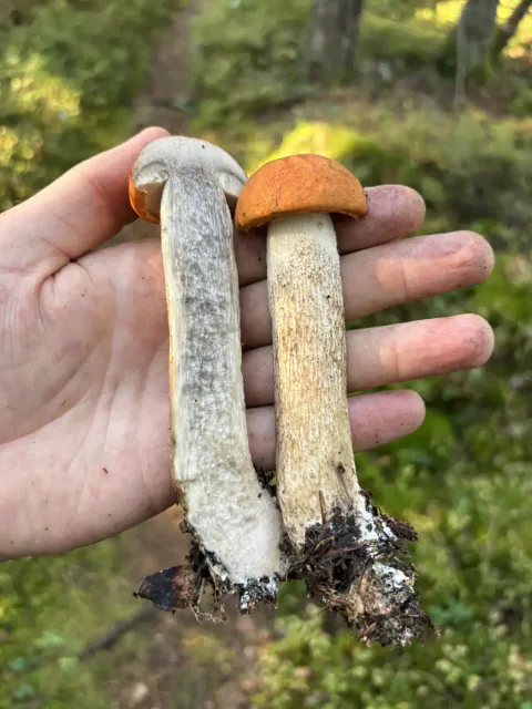 To ospeskrubber holdes i en hånd, én hel med oransje hatt og én delt på langs med tydelig gråfarget snittflate.
