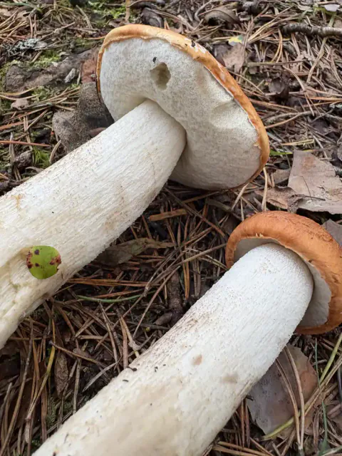 To ospeskrubber ligger på barnåler og løv, sett tett fra siden med lyse porelag og kraftige, hvite, småskjellete stilker.