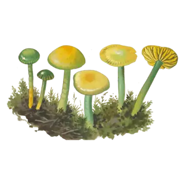 Illustrasjon av papegøyevokssopp i mose, med grønne og gule hatter, slanke stilker og en gul skiveunderside vendt frem.