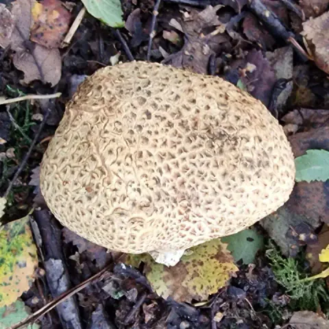 Potetrøyksopp sett ovenfra blant løv og kvister, med en rund, lys overflate dekket av brune, kantete skjell.