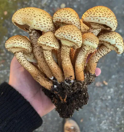 Stort knippe raspskjellsopper holdt i hånden med skjellkledde hatter og lange stilker.