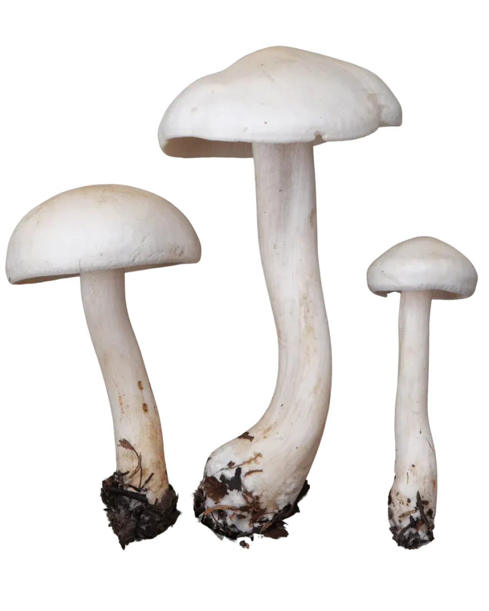 Tre reddikmusseronger med glatte, hvite, hvelvede hatter og lyse stilker, den største med tydelig buet stilk.