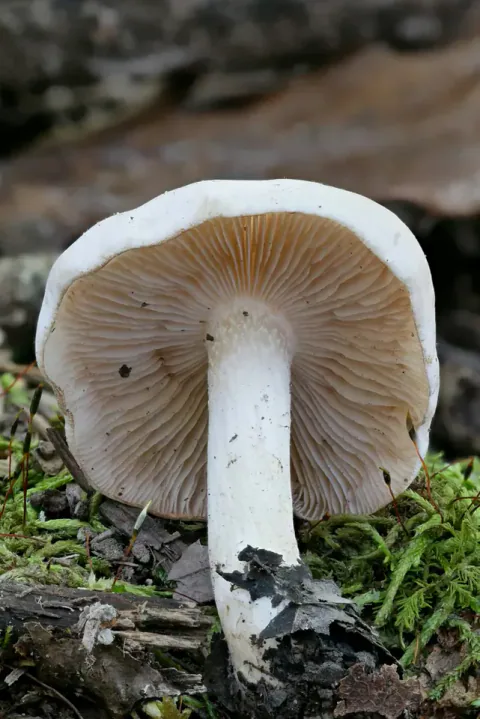 Reddiksopp sett fra undersiden i mose og treverk, med lysebrune skiver, hvit hattkant og rett, hvit stilk.