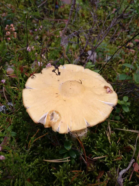 Rimsopp ovenfra med bred lys okerhatt, ujevn kant og fint rynket overflate.