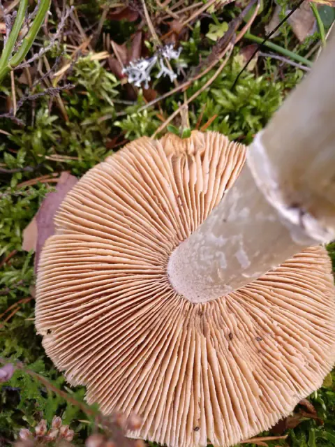 Rimsopp sett fra undersiden mot mose og småkvister, med tettstilte, kanelbrune skiver og en lys stilk med ring.