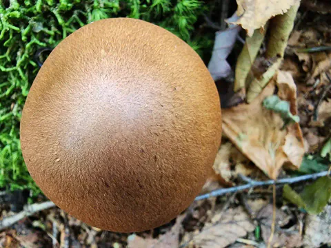Rødbelteslørsopp sett rett ovenfra, med rund, fint fibret, gulbrun hatt og lysere midtparti, omgitt av mose og tørt løv.
