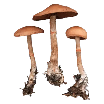 Tre rødbelteslørsopper med rødbrune hatter og lange brune stilker med oransjerøde belter og jord ved basis.