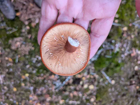 Rødbrun pepperriske holdes med undersiden mot kameraet, og viser tette brunrosa skiver, hvite dråper og en avskåret stilk.