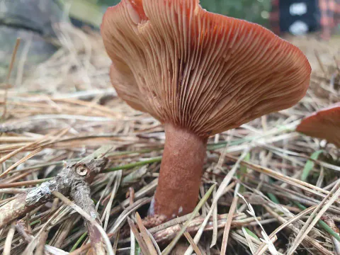 Rødbrun pepperriske sett fra lav vinkel blant barnåler, med oppbøyd hattekant, tette brunrosa skiver og rødbrun stilk.