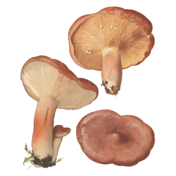 Illustrasjon av rødbrun pepperriske med rødbrune hatter, lyse gulbrune skiver og rødbrune stilker, sett fra flere vinkler.