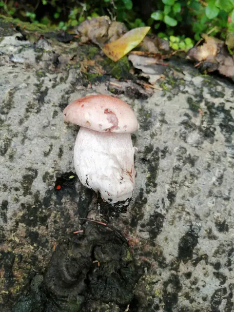 Rødflekkvokssopp med rund, blekrosa hatt med mørkere flekker og en kort, tykk, hvit stilk med jordrester ved foten.