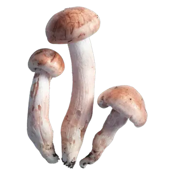 Tre rødflekkvokssopper med lyse, hvelvede hatter og bøyde hvite stilker, begge deler preget av rosa og rødlige flekker.