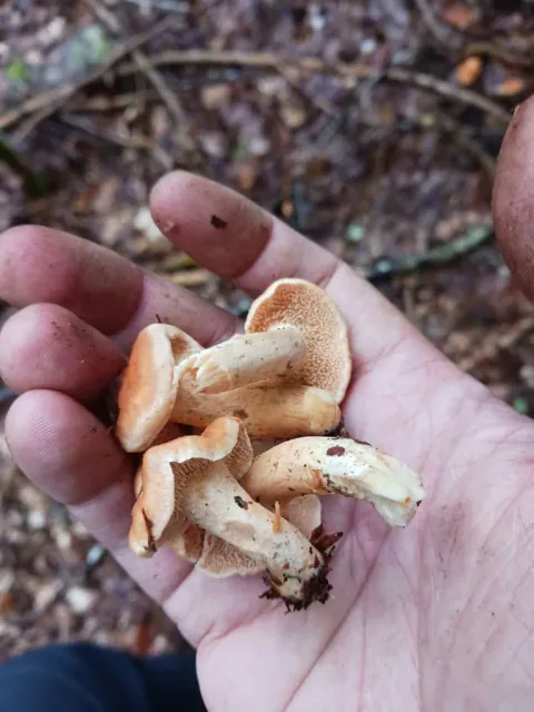 En håndfull små rødgule piggsopper med oransje hatter i ulike former.