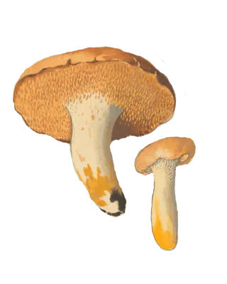 Illustrasjon av rødgul piggsopp, med oransje hatter, tett piggete undersider og lyse stilker med gule flekker.