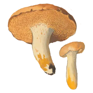 Illustrasjon av rødgul piggsopp, med oransje hatter, tett piggete undersider og lyse stilker med gule flekker.