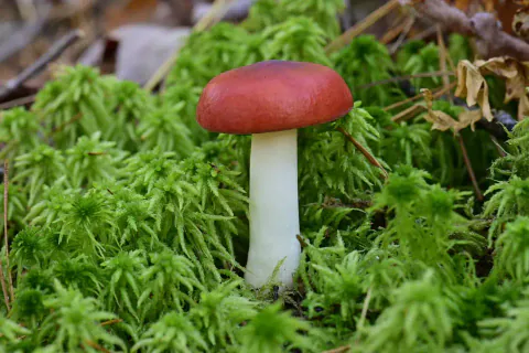 En rødkremle står i tett, grønn mose med jevnt hvelvet, rød hatt og rett, hvit stilk, fotografert fra siden.