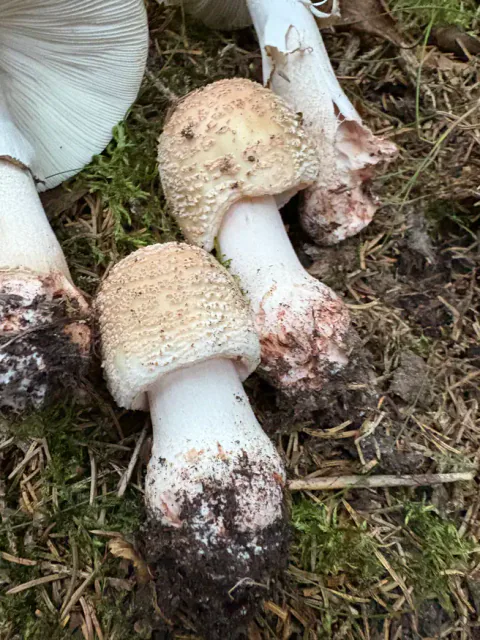 Rødnende fluesopp som to unge sopper med skjellaktige hudlapper og oppsvulmet stilkbasis.