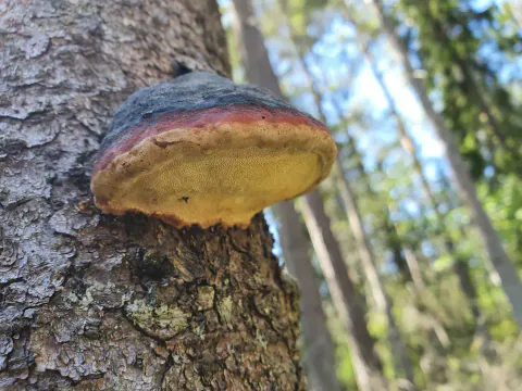 Rødrandkjuke sett skrått nedenfra på en trestamme, med mørk overside, rødbrunt belte og gulaktig underside.