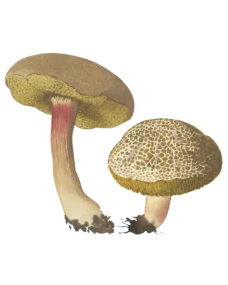 Illustrasjon av to ruterørsopper med brune hatter, gult porelag og gulrøde stilker; den ene hatten er tydelig oppsprukket.