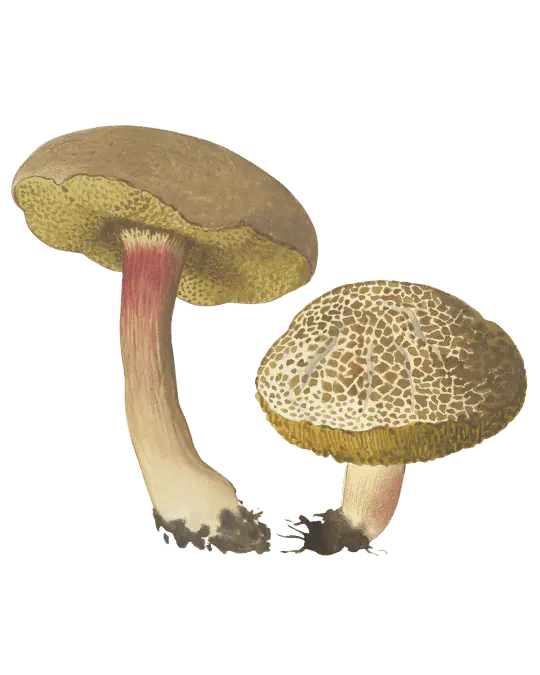 Illustrasjon av to ruterørsopper med brune hatter, gult porelag og gulrøde stilker; den ene hatten er tydelig oppsprukket.