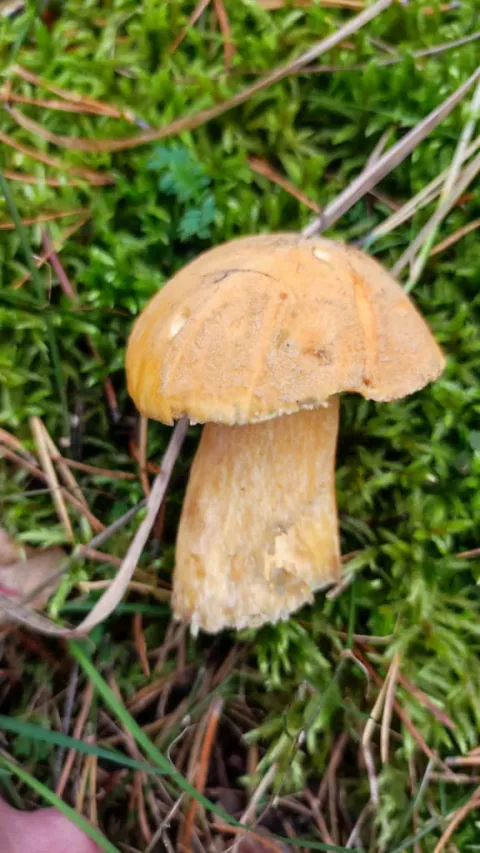 Ung sandsopp i mose med tørr gulbrun hatt og kort stilk.