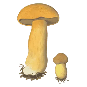 Illustrasjon av en stor og en liten sandsopp med okergule hatter og stilker, og grålig poreflate under den store hatten.