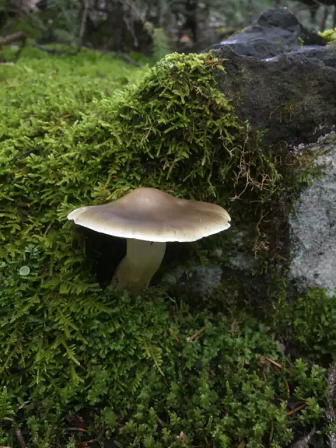 Såpemusserong står i tett grønn mose ved en stein, med lav, gråbrun hatt, lys hattekant og kort, lys stilk.