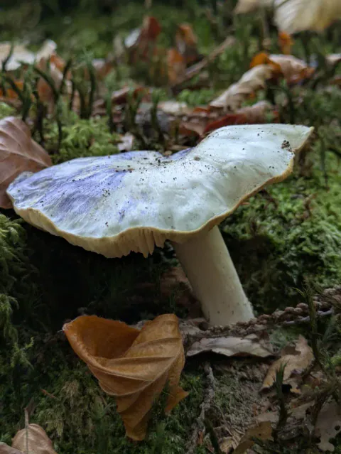 Silkemusserong sett fra siden på mosegrodd skogbunn, med bred, hvit hatt med ujevn kant og en lys stilk.