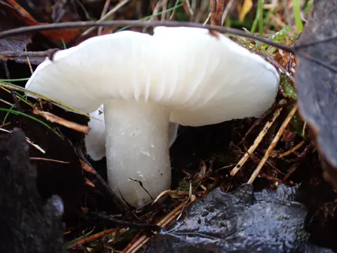 Silkemusserong sett fra lav vinkel blant vått løv og barnåler, med hvite skiver under en bred hatt og tykk, hvit stilk.