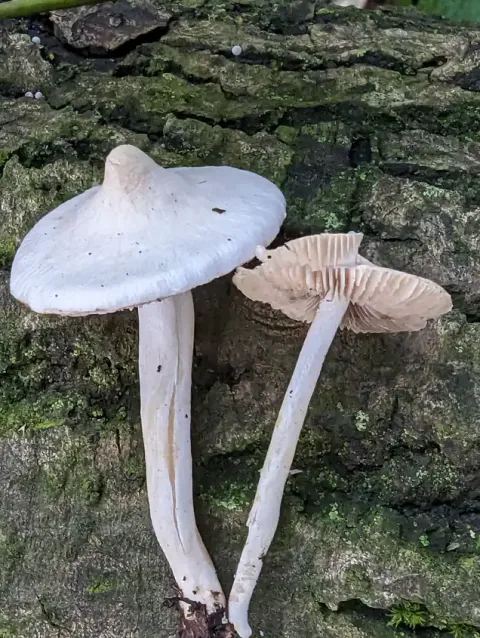 To silketrevlesopper mot grov bark, én med hvit, puklet hatt og én med beige skiver vendt fram, begge med lange, hvite stilker.