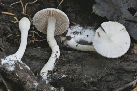 Tre silketrevlesopper lagt på mørk ved, med et ungt, lukket eksemplar, en hvit, fibret hatt og beige skiver vendt fram.