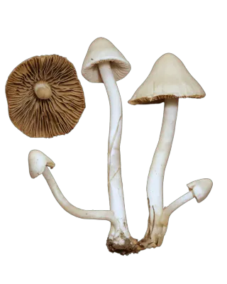 Silketrevlesopp med lyse, kjegleformede hatter og lange, hvite stilker, samt en separat hatt som viser brune skiver.