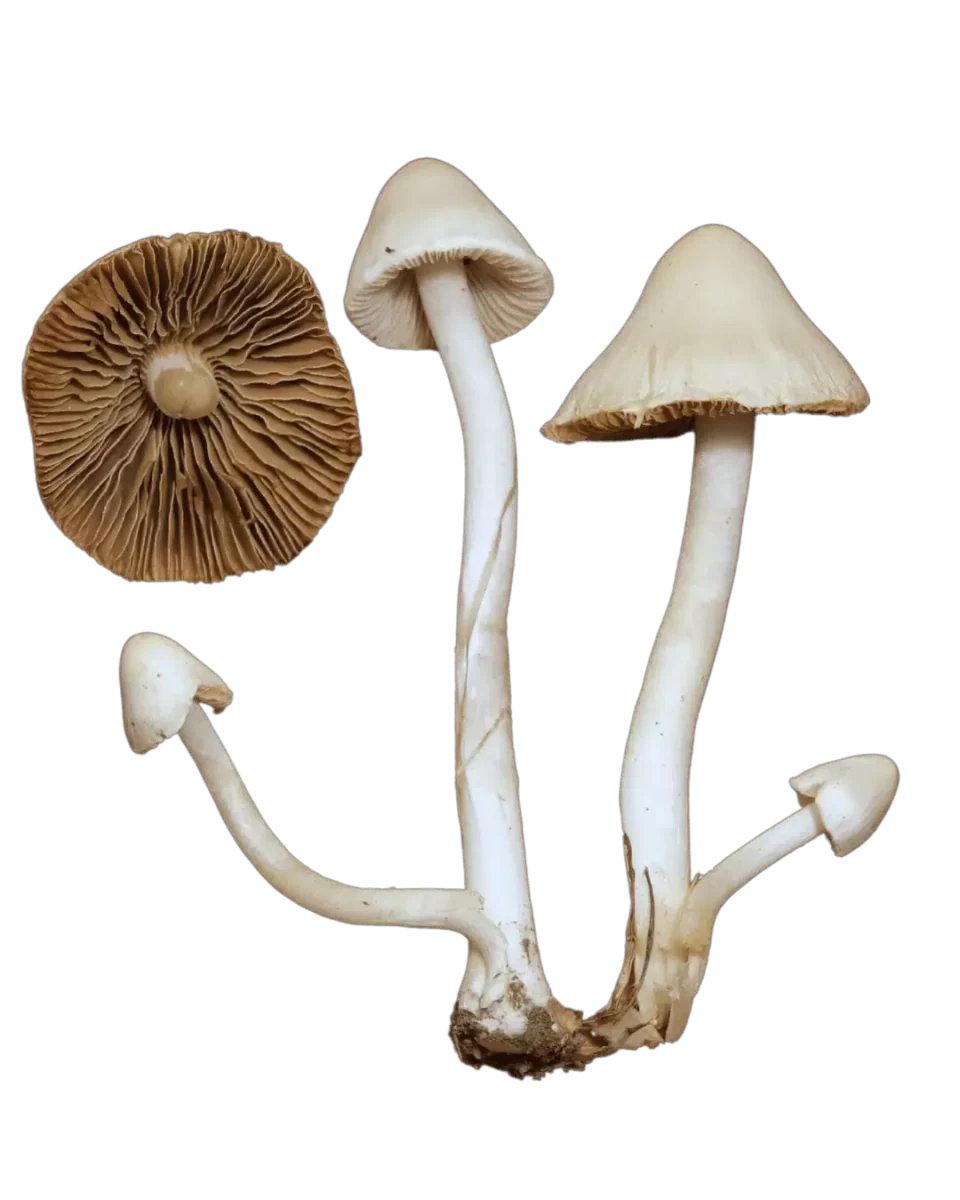 Silketrevlesopp med lyse, kjegleformede hatter og lange, hvite stilker, samt en separat hatt som viser brune skiver.